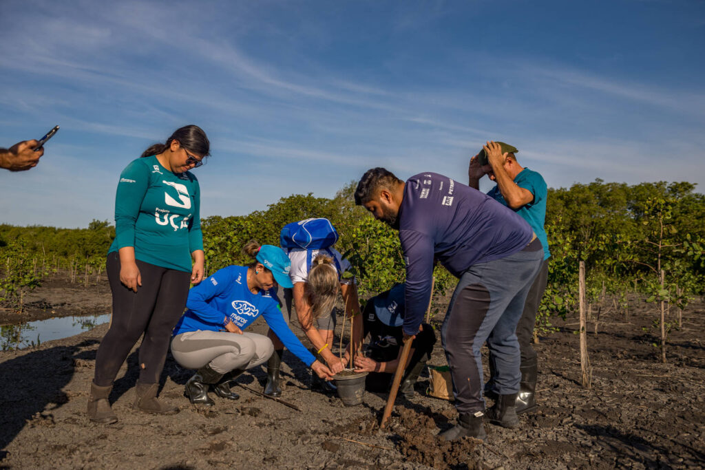 Grupo de pessoas plantam árvore em área de mangue