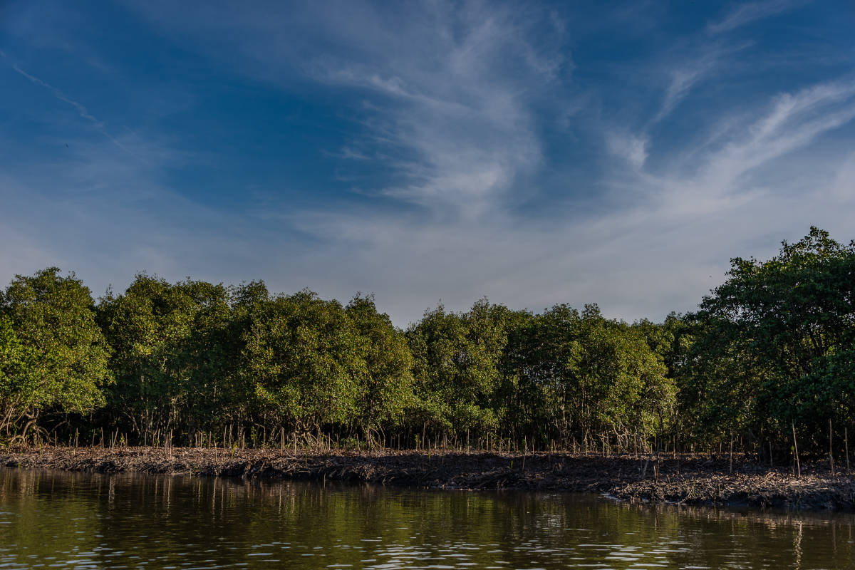 Vista de paisagem de um mangue com área replantada
