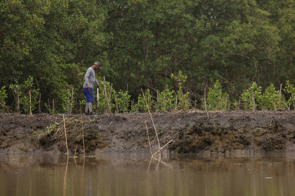 Homem realizando plantio de mudas de flora local em mangue