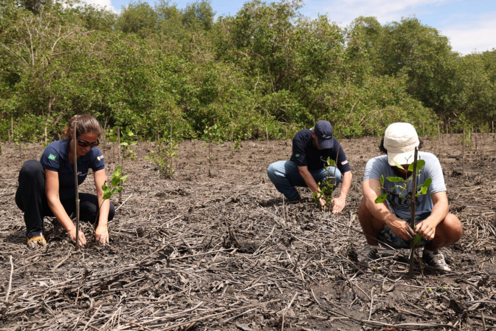 Grupos de pessoas realizando plantio de mudas de flora local em mangue