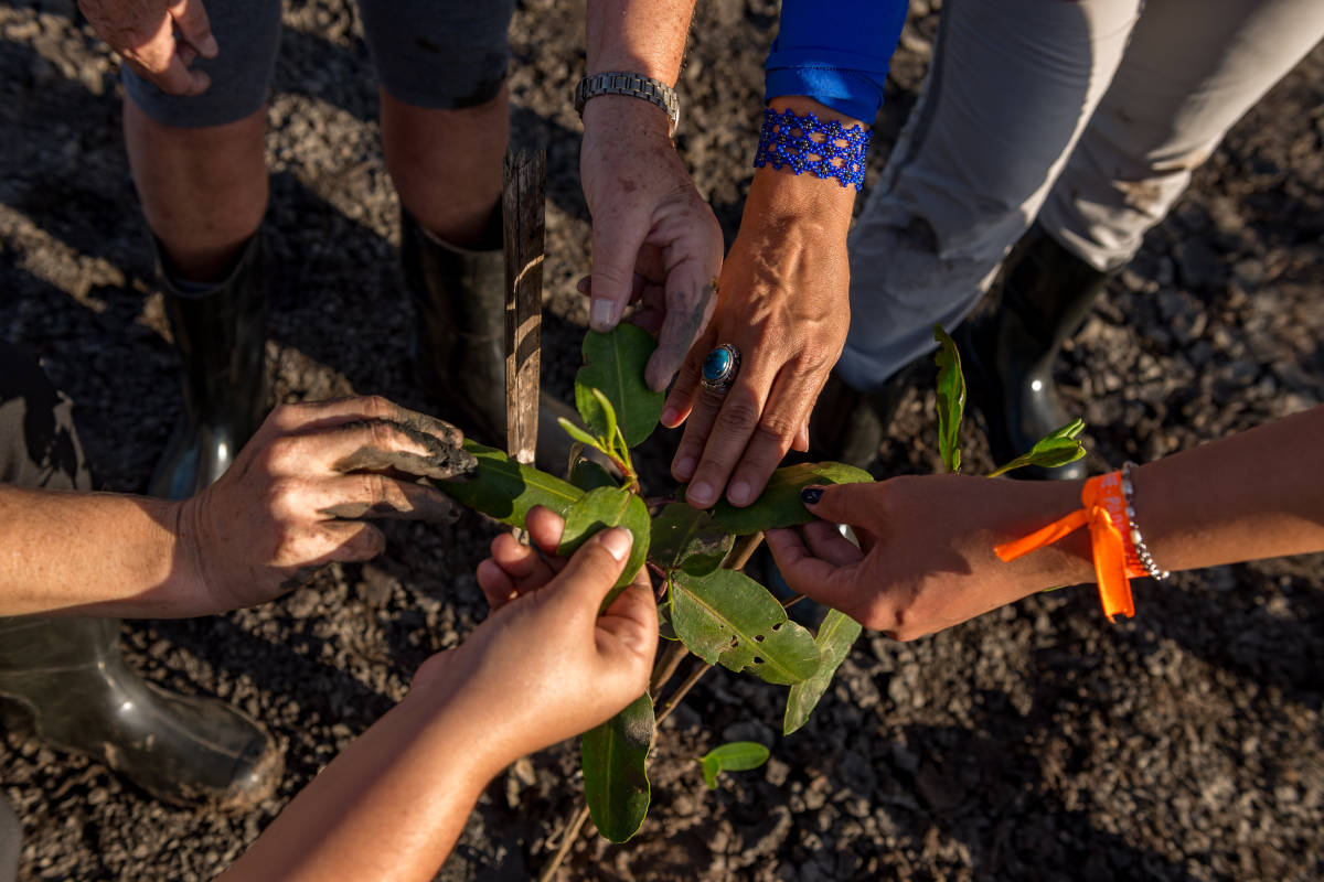 Diversas mãos segurando uma muda de árvore nativa