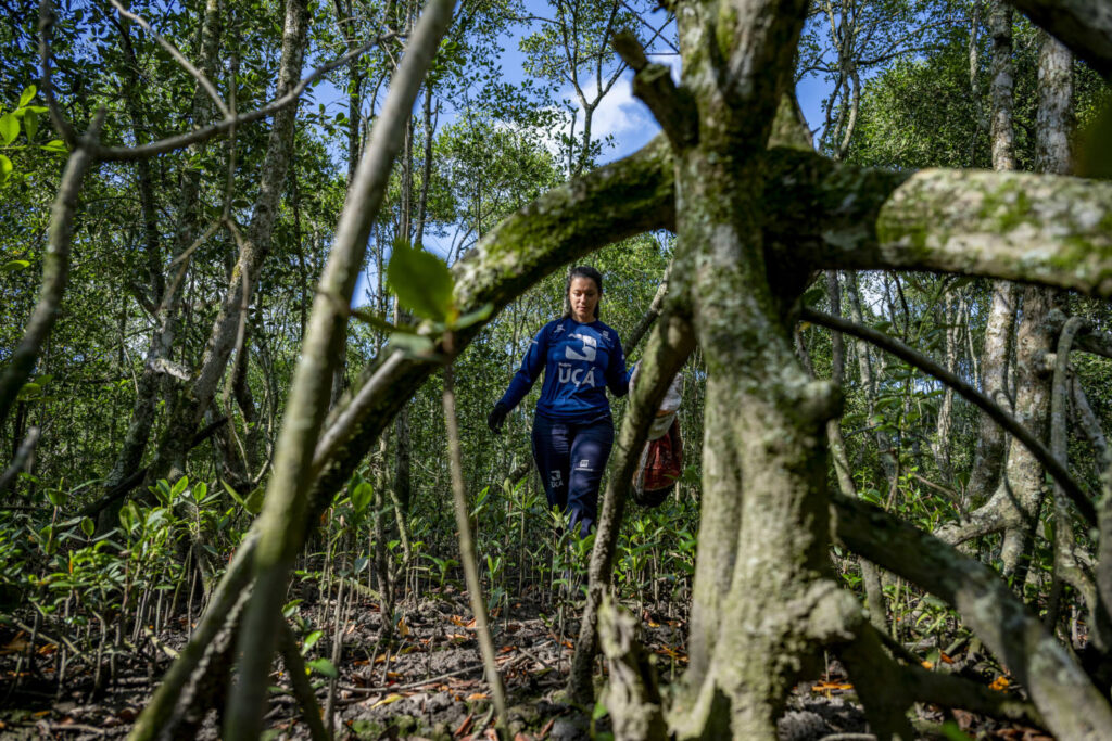 Mulher do projeto Uçá andando em área de manguezal