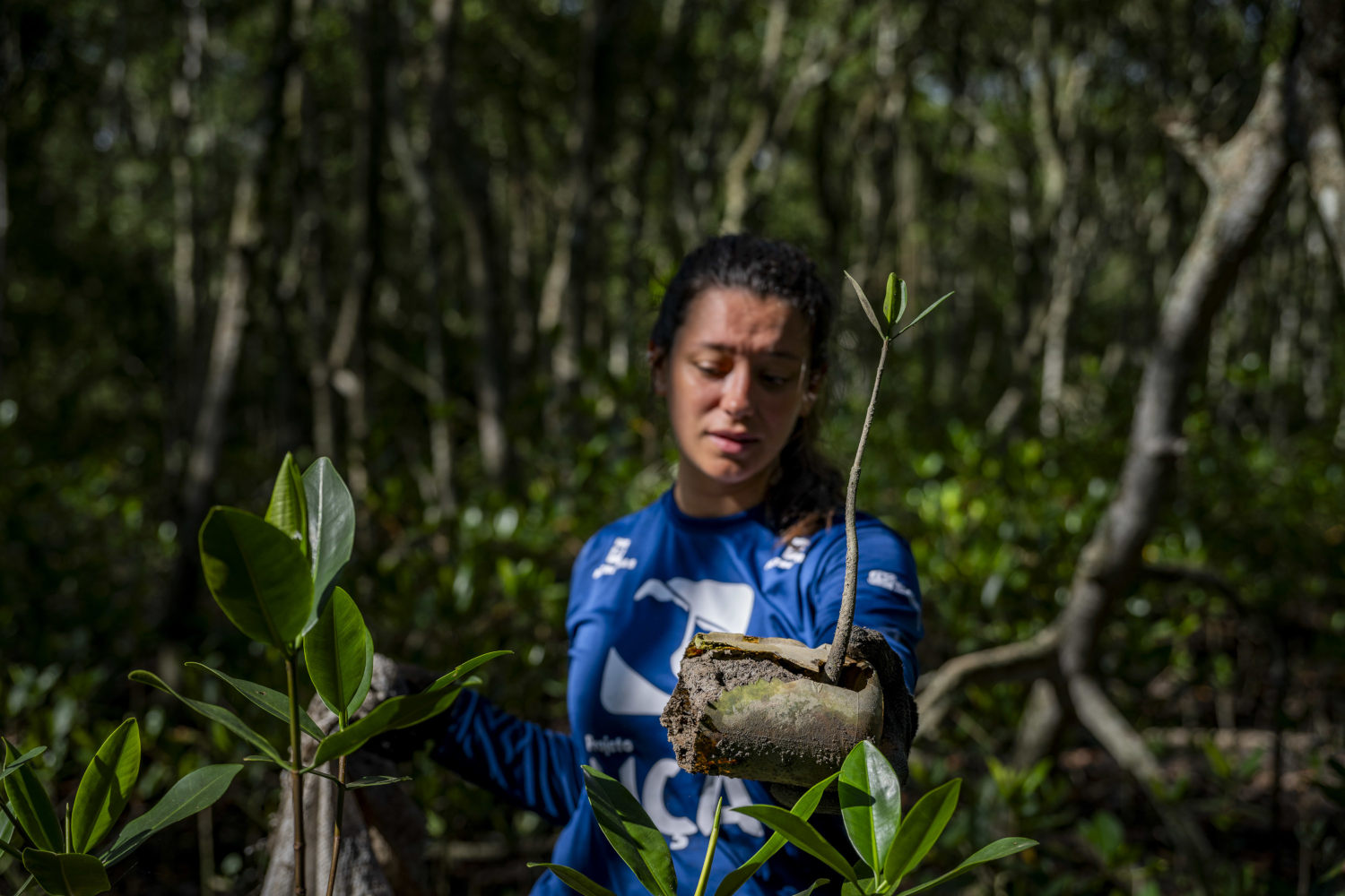 Baía de Guanabara resiliente: Projeto UÇÁ monitora fauna em área de manguezal restaurada da APA de Guapi-Mirim