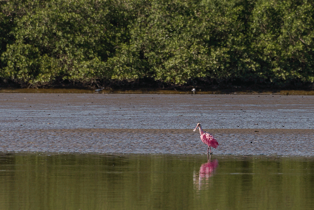 Colhereiro: ave de plumagem rosa na APA de Guapimirim, no Rio de Janeiro. — Foto: Rodrigo Campanário/ Guardiões do Mar