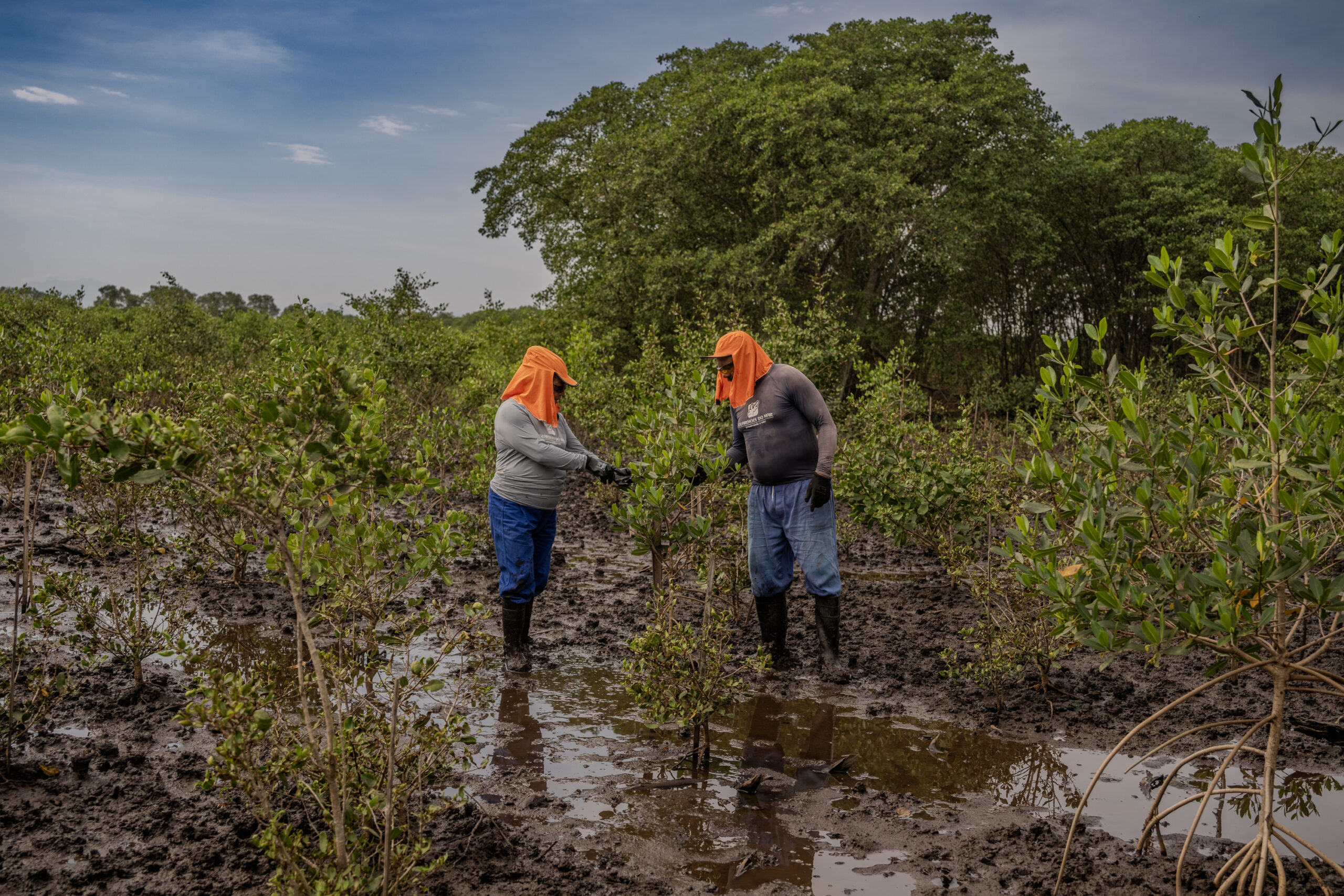 Integração entre biotecnologia e saber tradicional fortalece a conservação dos manguezais brasileiros