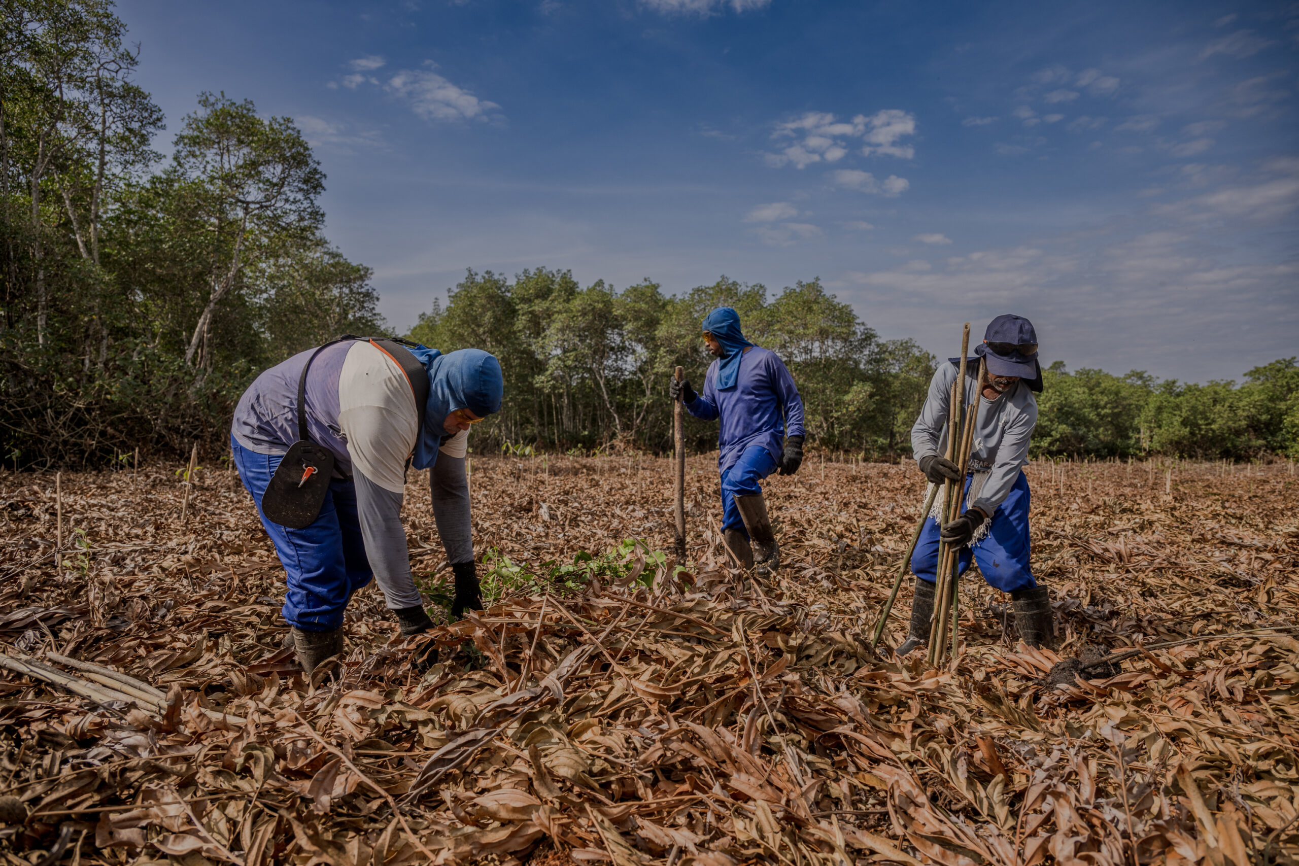 Lançamento Livro Manguezais